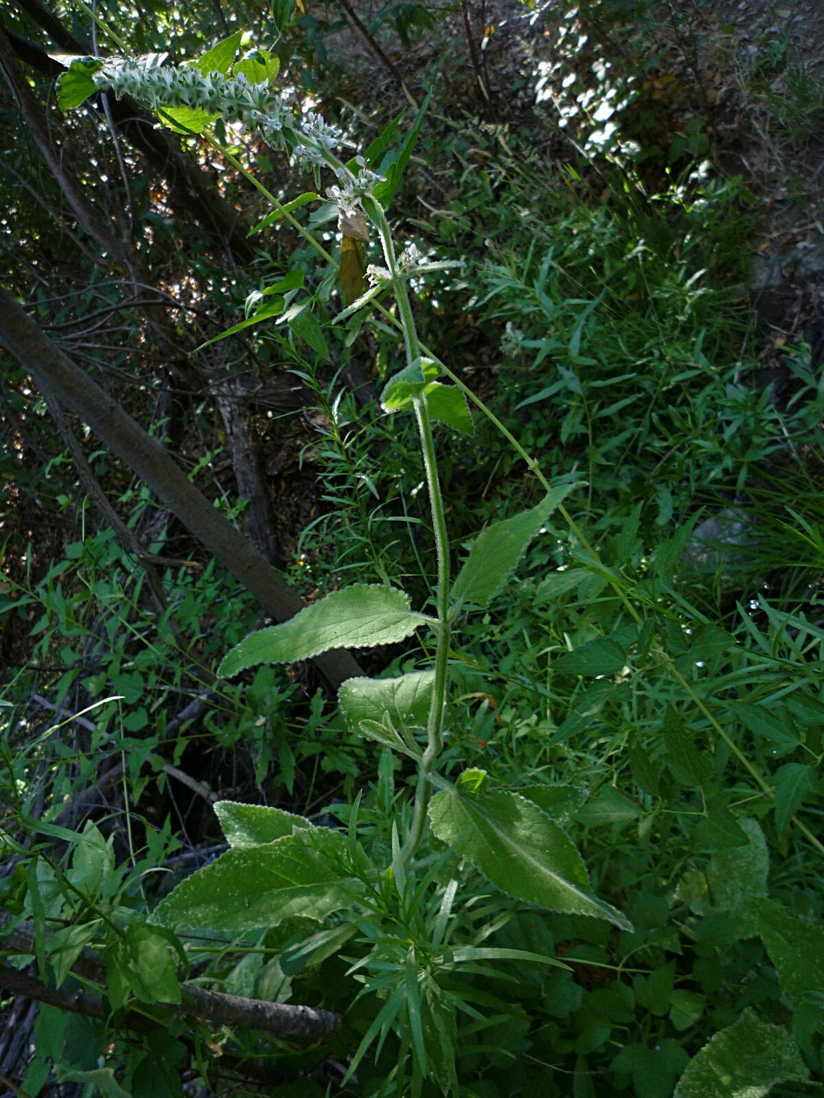 High Resolution Stachys albens Plant